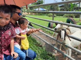 Cattle Queen Park Kluang