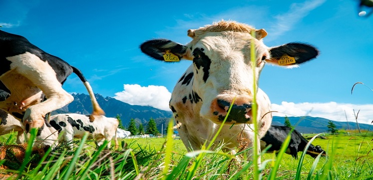 dairy farm kundasang