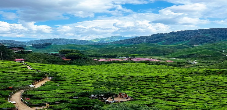 Cameron Highlands, Pahang