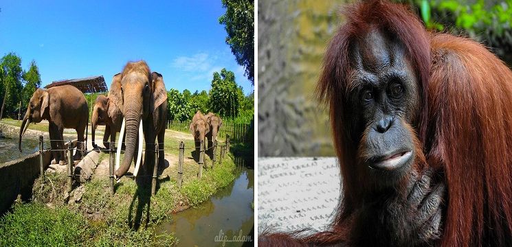 Lok Kawi Wildlife Park