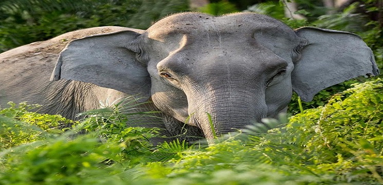 Jilat Garam dan Habitat Gajah Asia