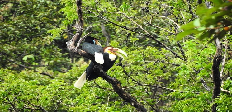 Pengalaman Mencari Burung di Belum Temenggor